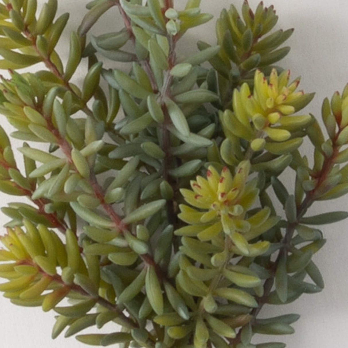 Textured Green Succulent Pick