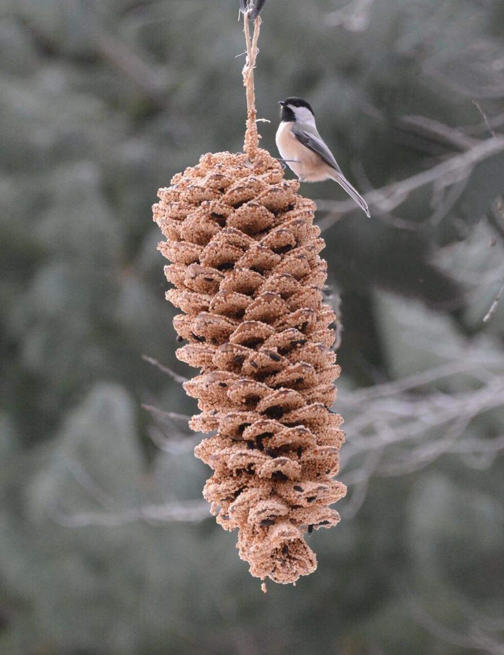 Giant Bird Seed Pine Cone | Mr. Bird