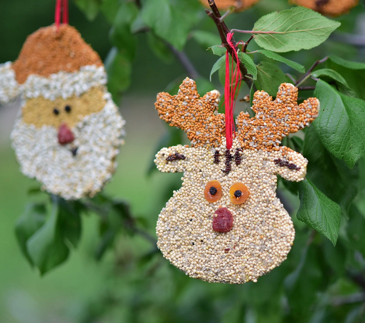 Christmas Cookie Bird Seed Treat | Mr. Bird
