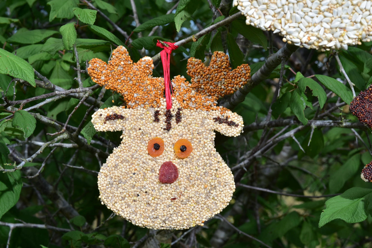 Christmas Cookie Bird Seed Treat | Mr. Bird
