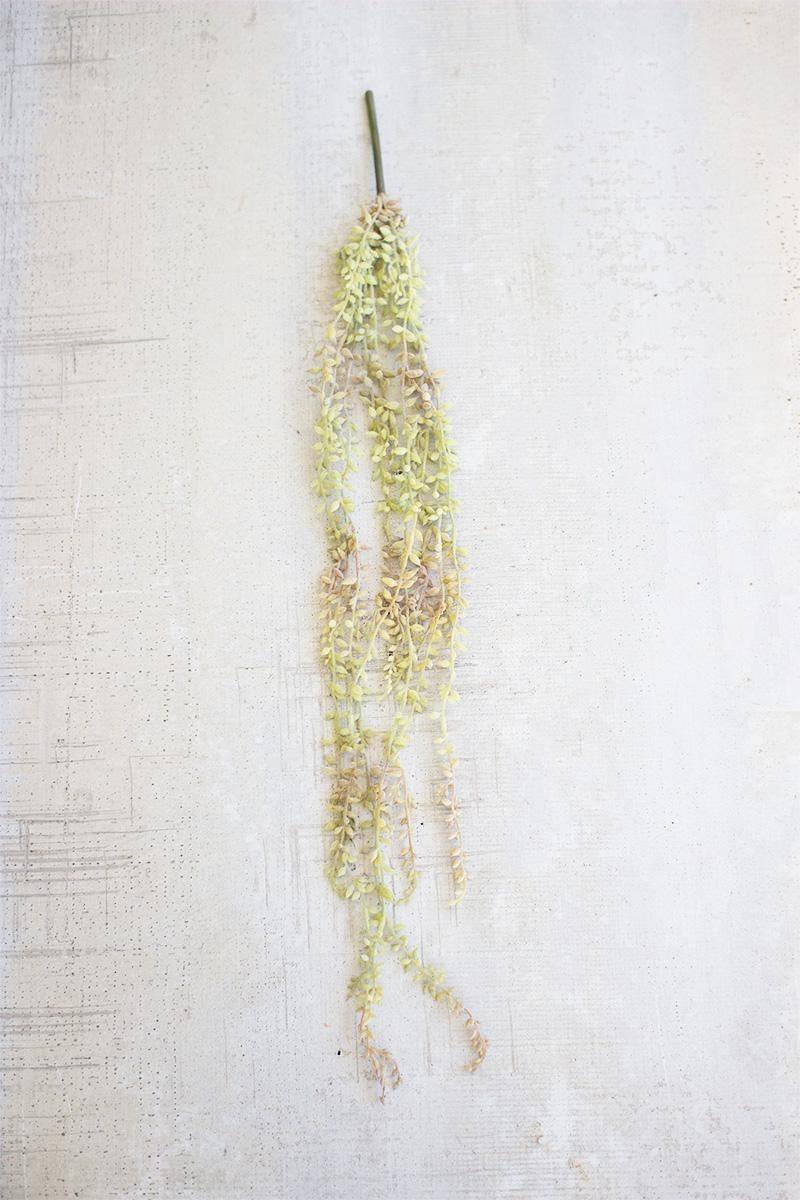 Trailing Succulent Necklace Plant