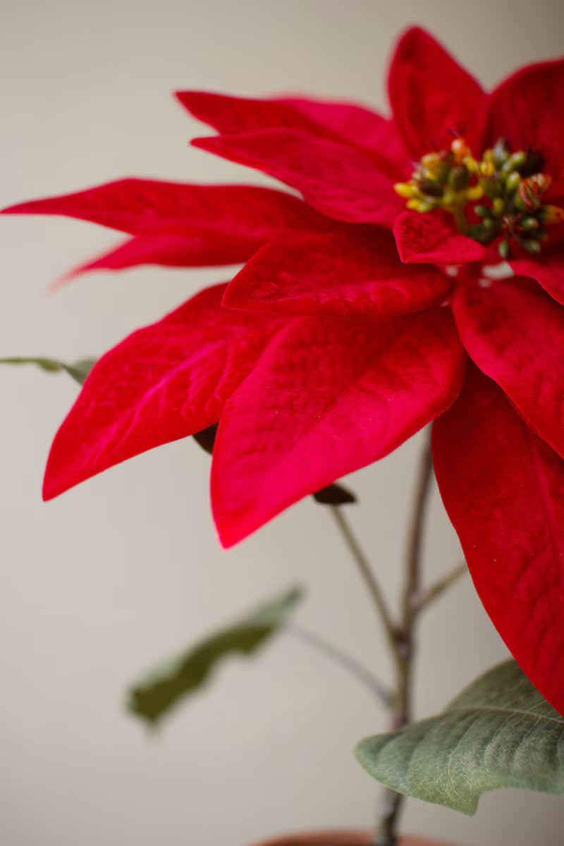 Red Artificial Poinsettia in Cement Pot