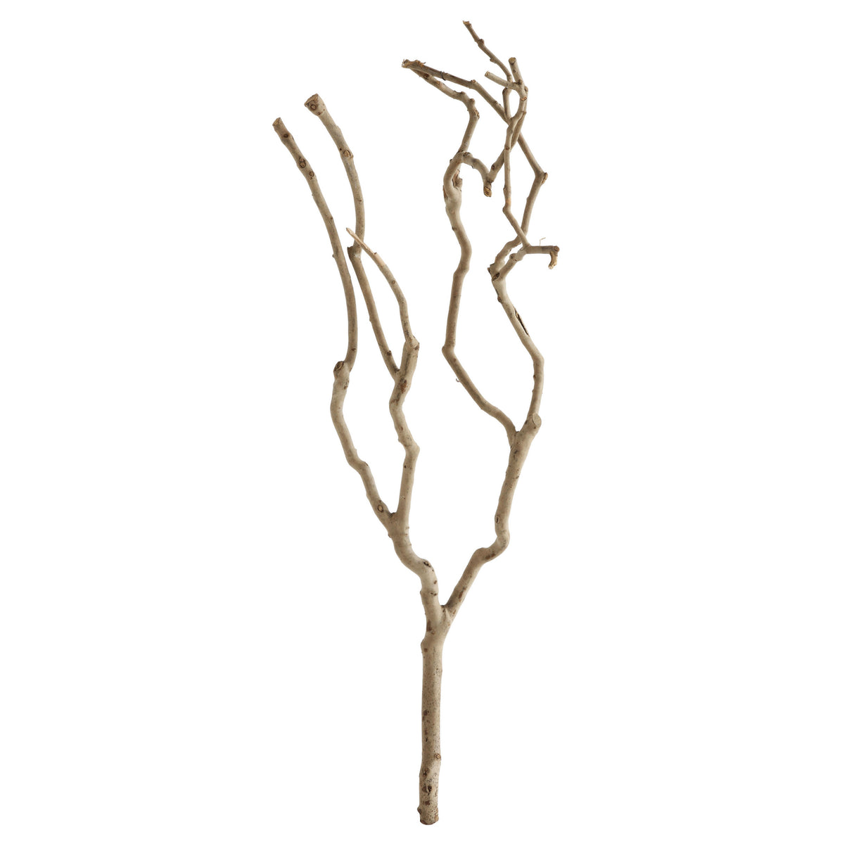 Natural Dried Tea Tree Branch | 27.5" Tall