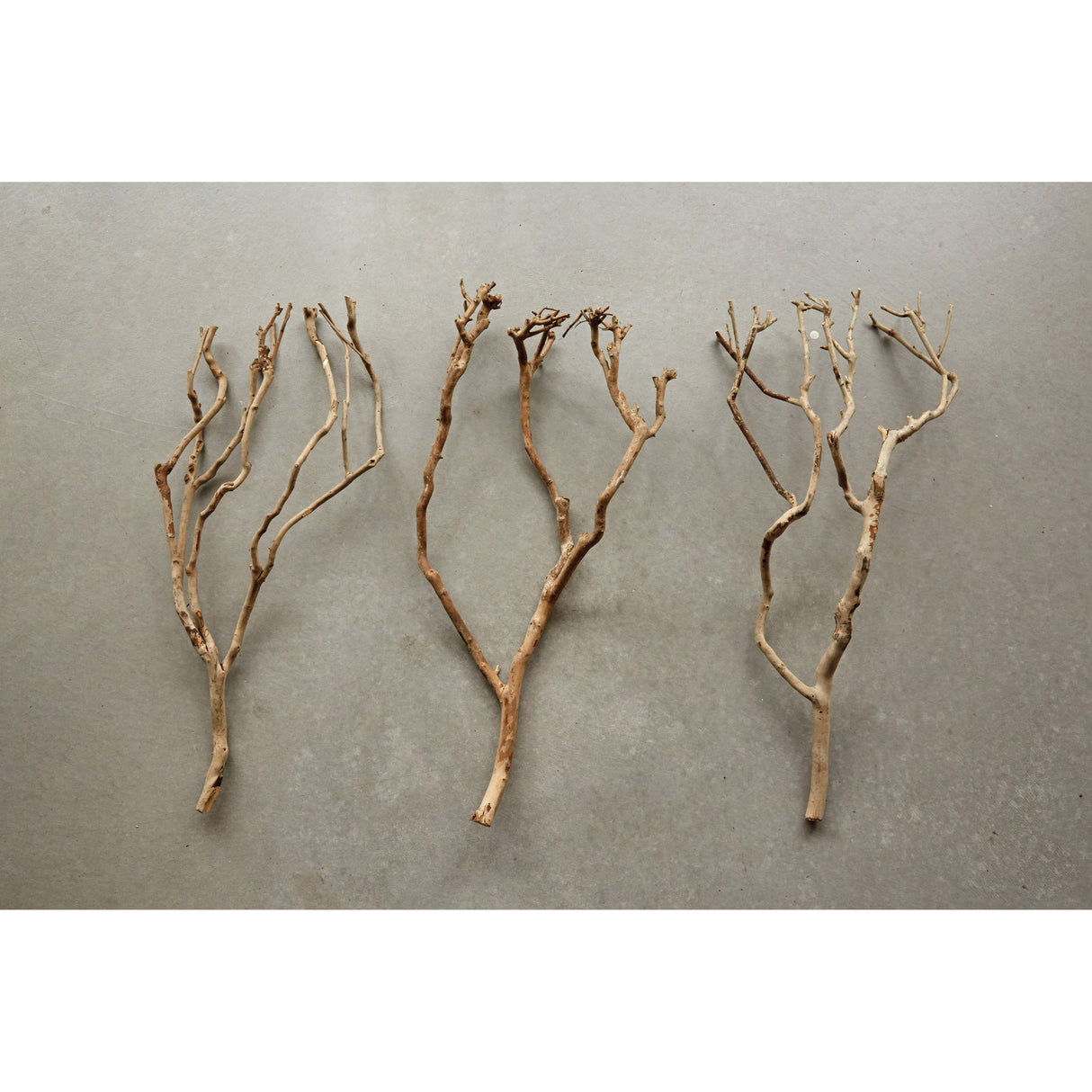 Natural Dried Tea Tree Branch | 27.5" Tall