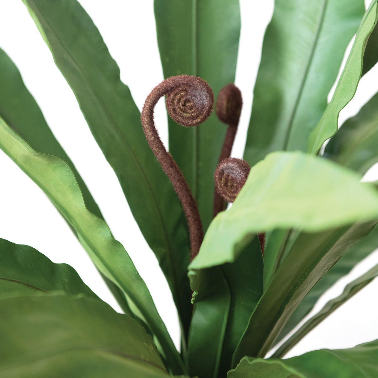 Faux Bird’s Nest Fern Floor Plant