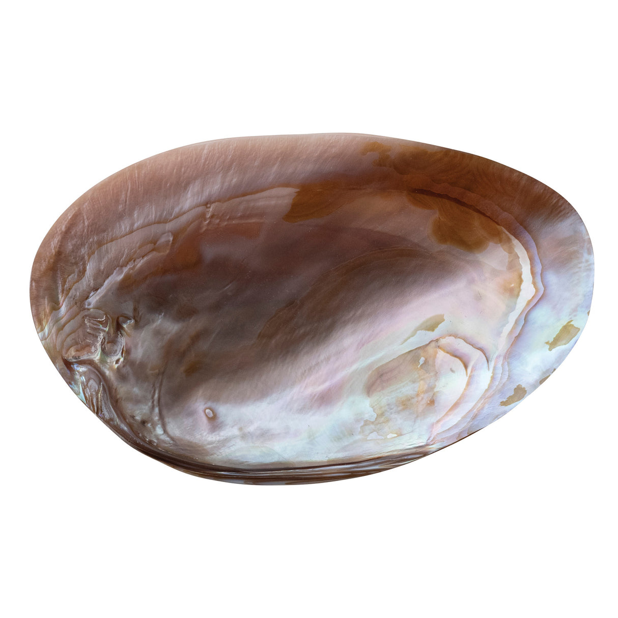 Natural Shell Footed Dish