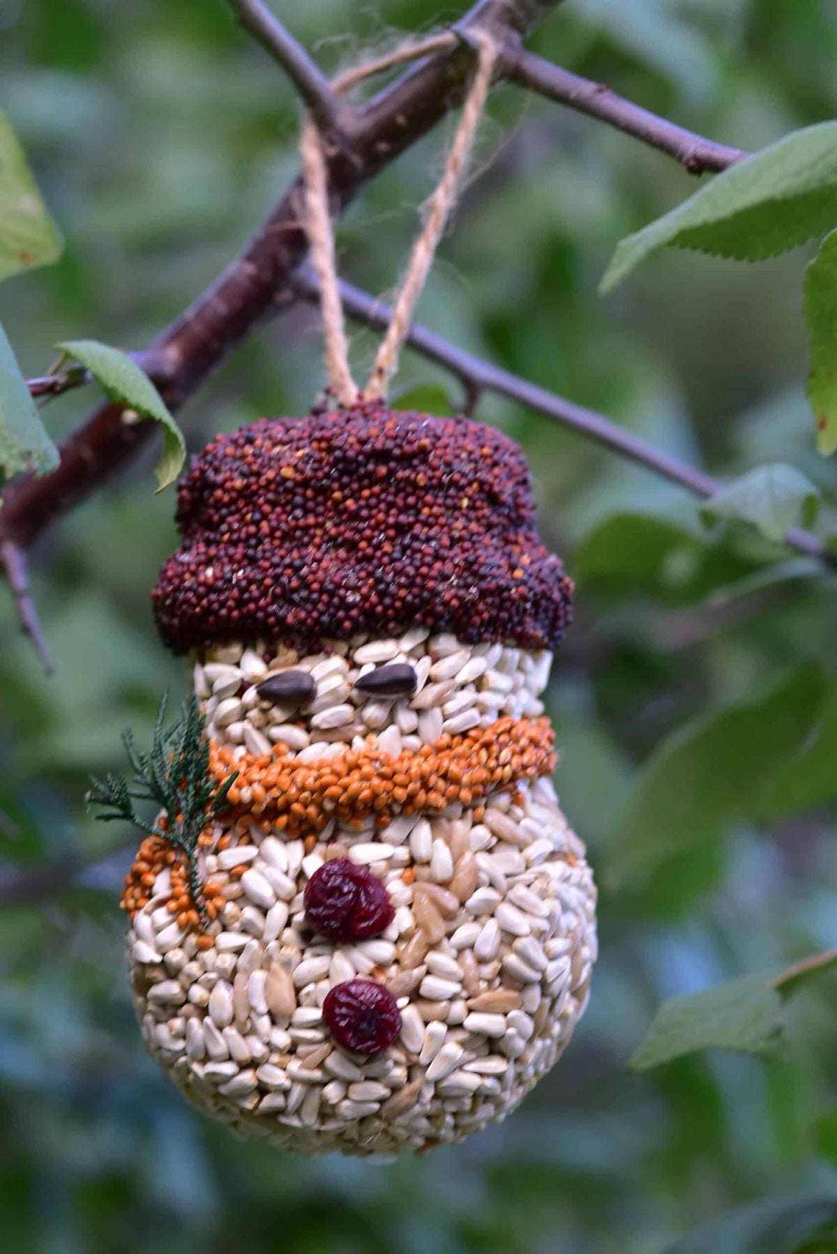 Christmas Cookie Bird Seed Treat | Mr. Bird