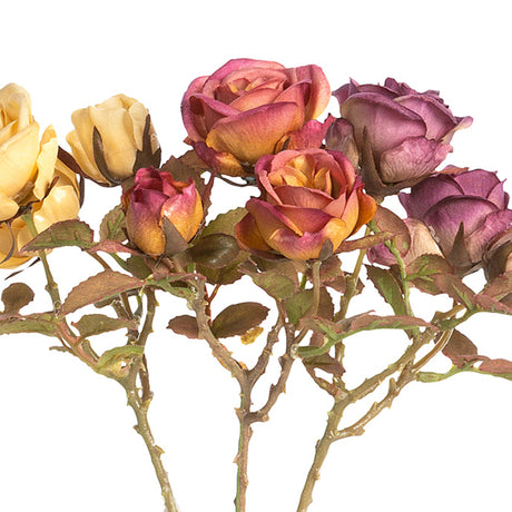 Dried Climbing Mini Rose Cut Stems