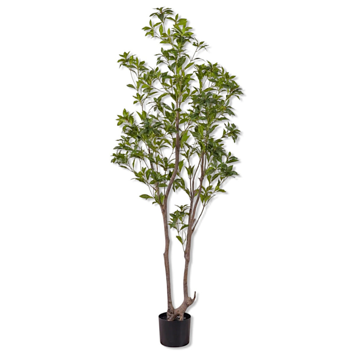 Artificial Laurel Leaf Tree in Black Pot | 6.75' Tall