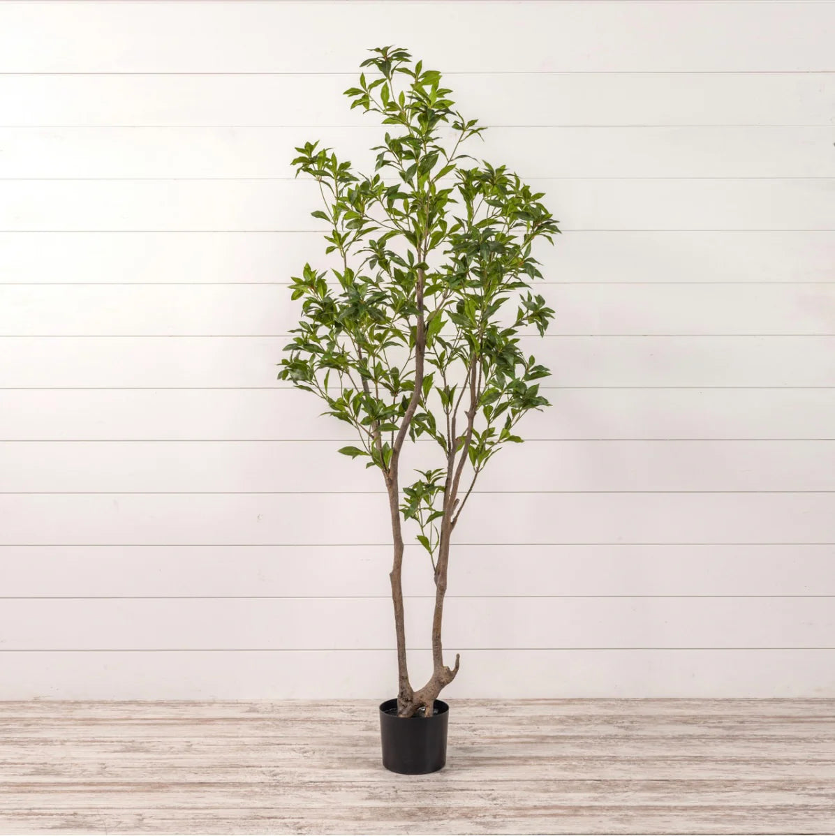 Artificial Laurel Leaf Tree in Black Pot | 6.75' Tall