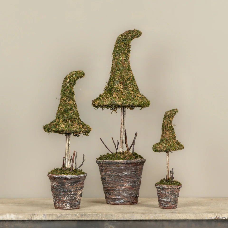 Potted Moss Witch’s Hat Topiary