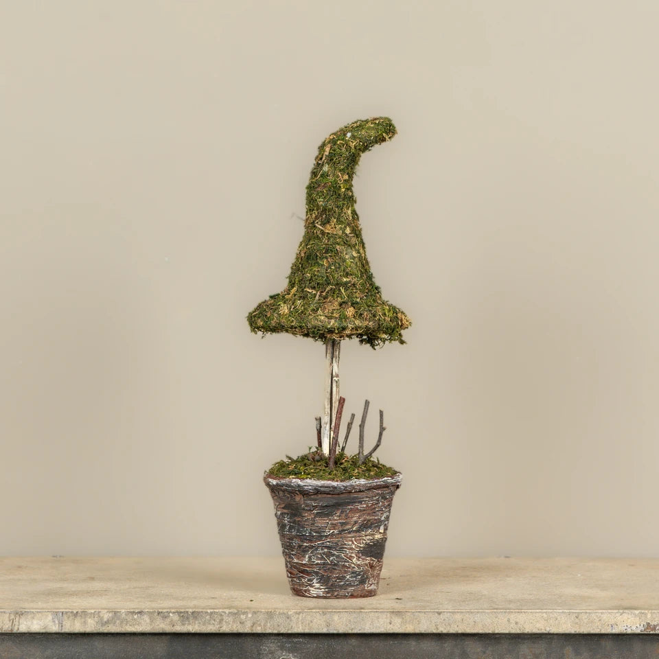 Potted Moss Witch’s Hat Topiary