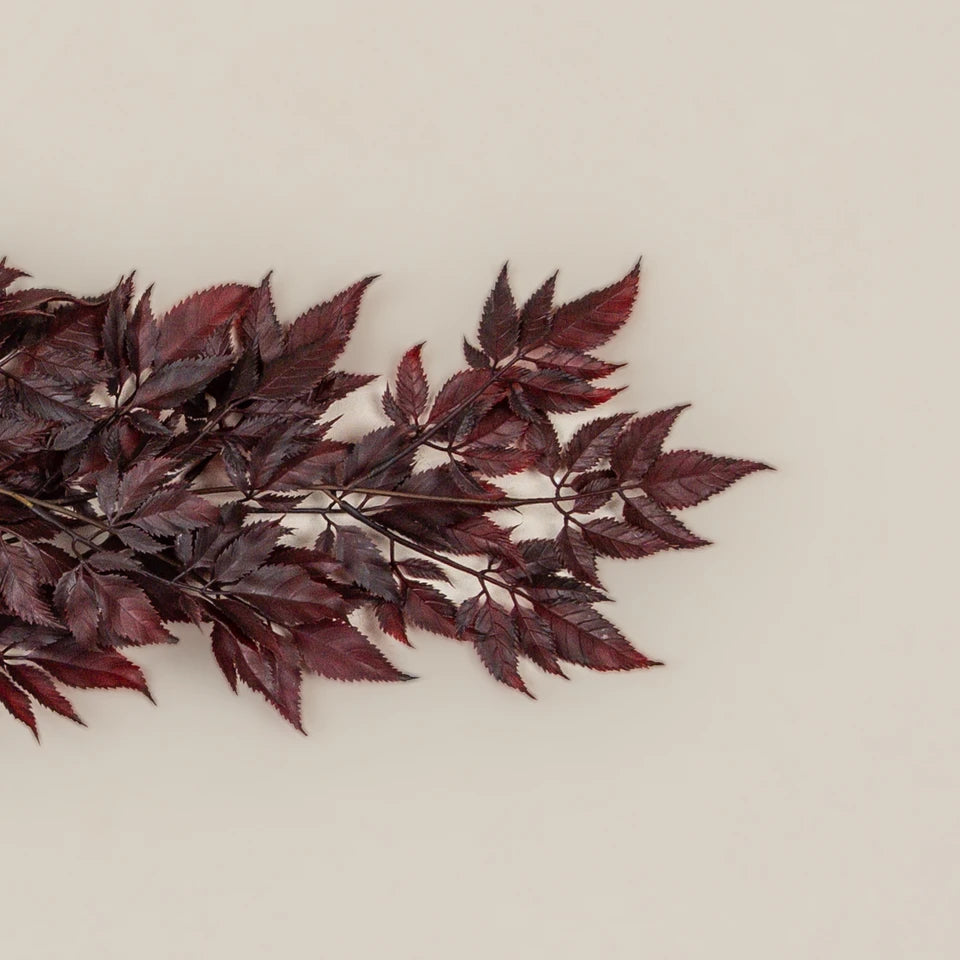 Burgundy Spikenard Hanging Bush