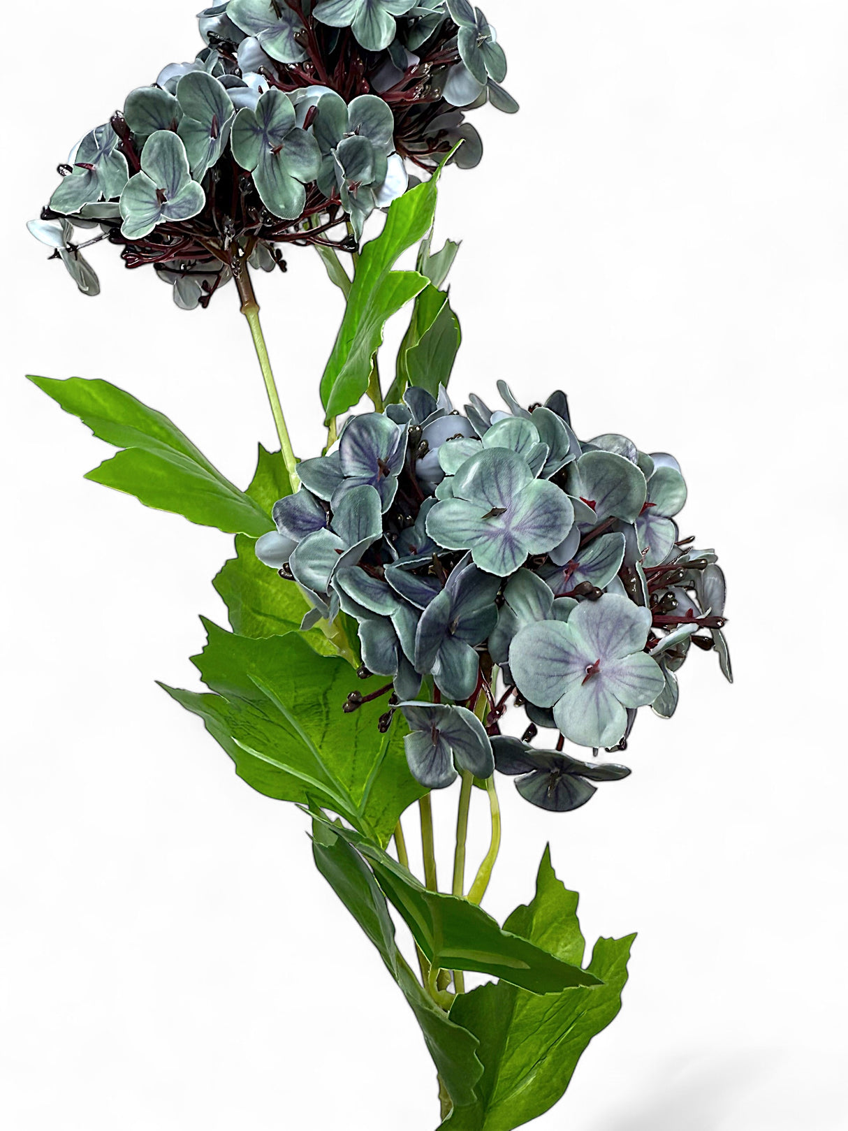 Blue Hydrangea Cluster Stem