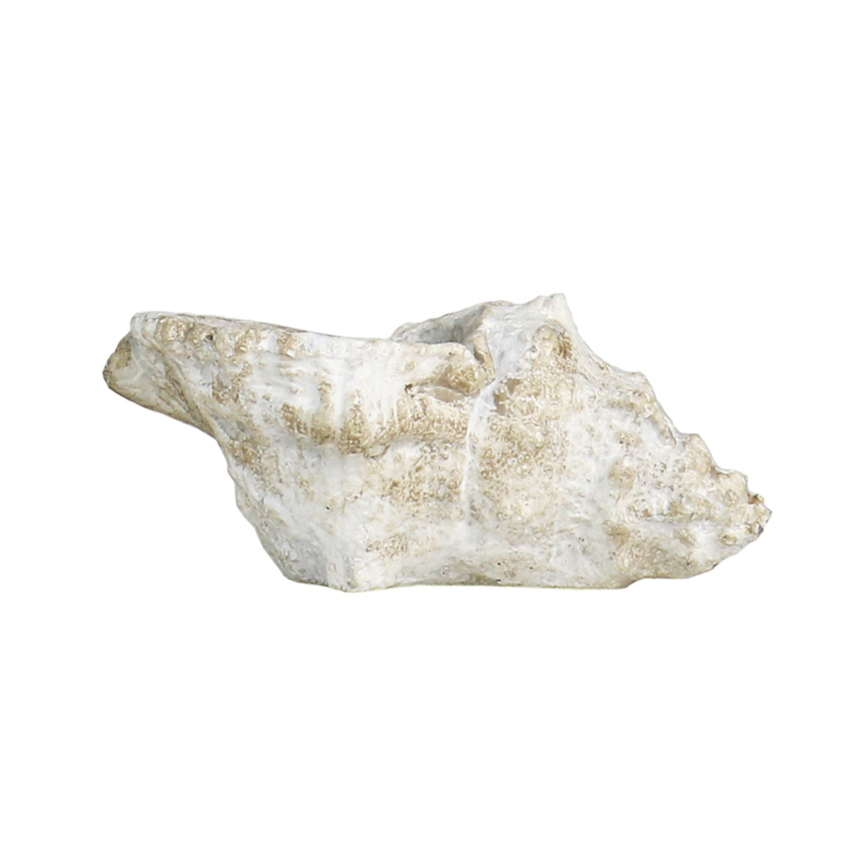 Cast Concrete Conch Shell Planter | 2 Sizes
