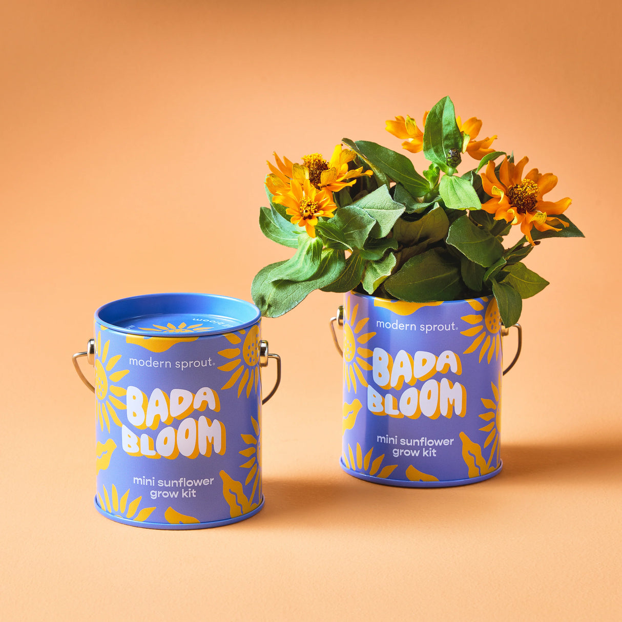 Bada Bloom Mini Sunflower Grow Kit | Modern Sprout