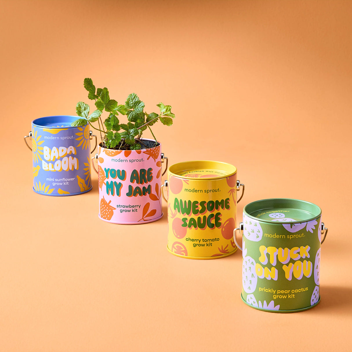 Bada Bloom Mini Sunflower Grow Kit | Modern Sprout