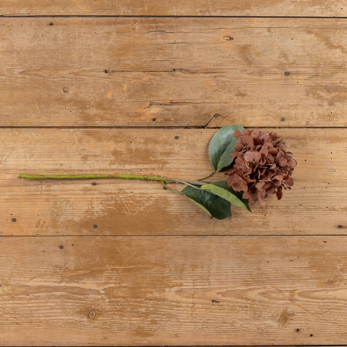 Brown Hydrangea Spay