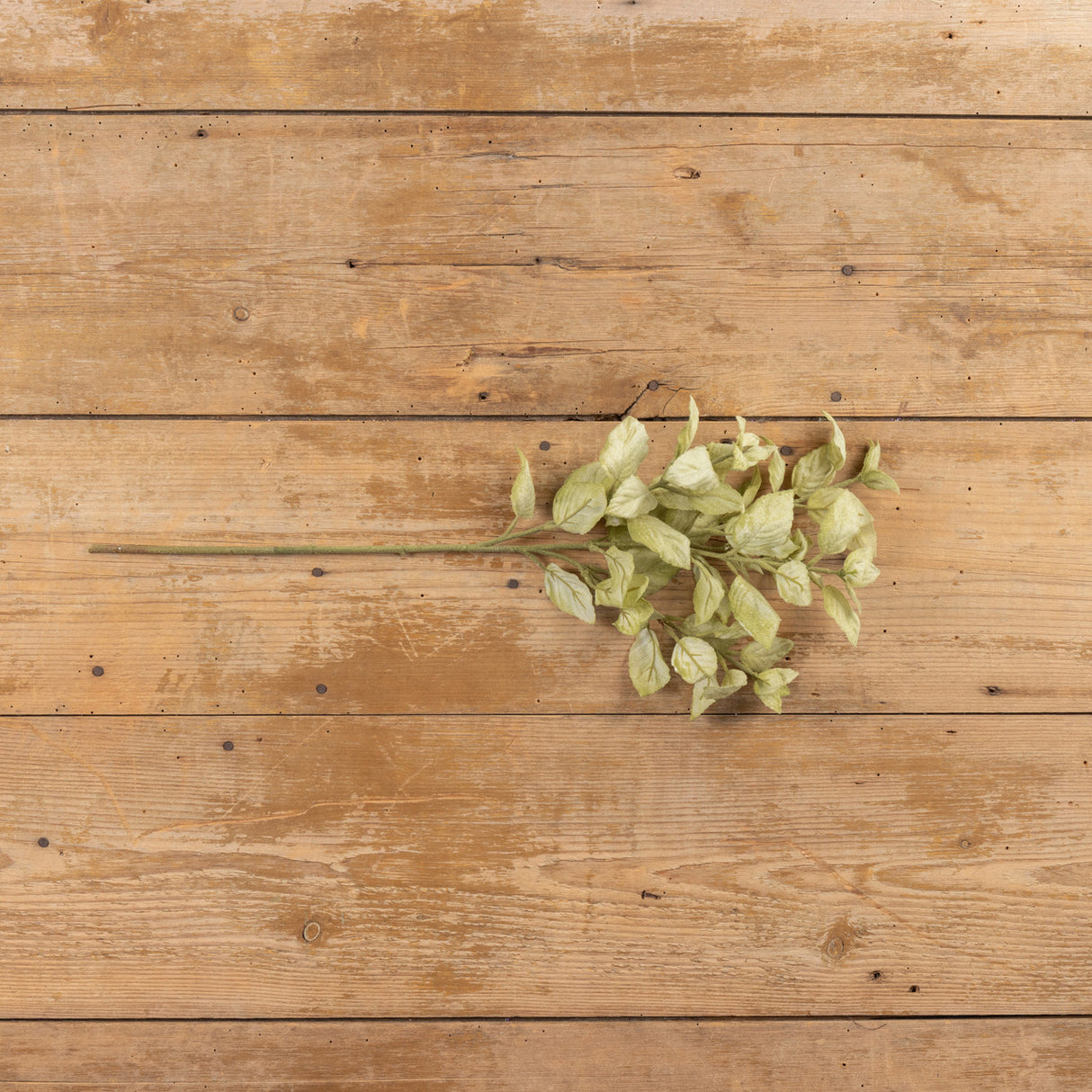 Green Perilla Leaf Spray