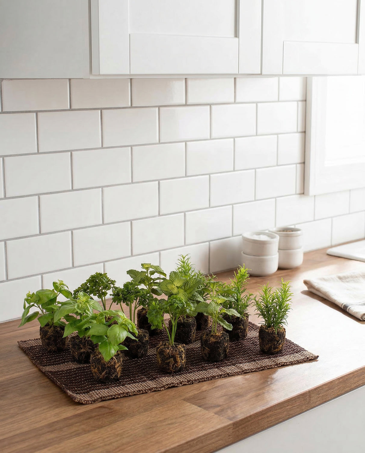 Faux Herb Plants in Soil
