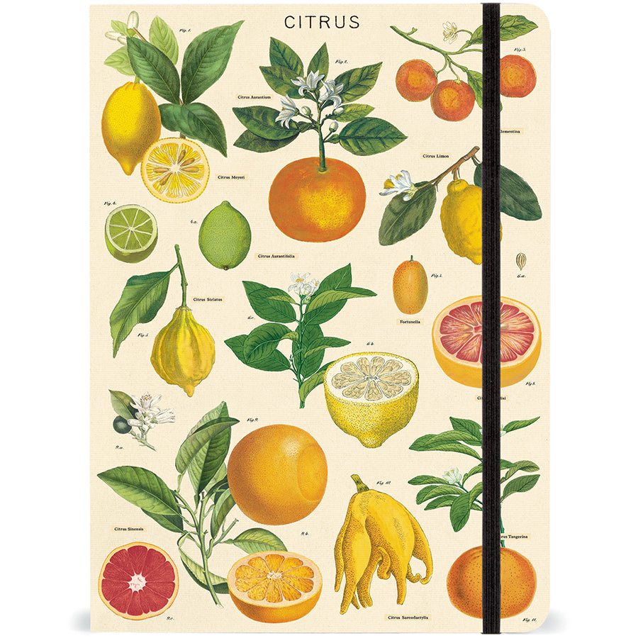 Vintage citrus-themed notebook with botanical illustrations of lemons, oranges, and grapefruits, featuring cream lined pages and an elastic closure.