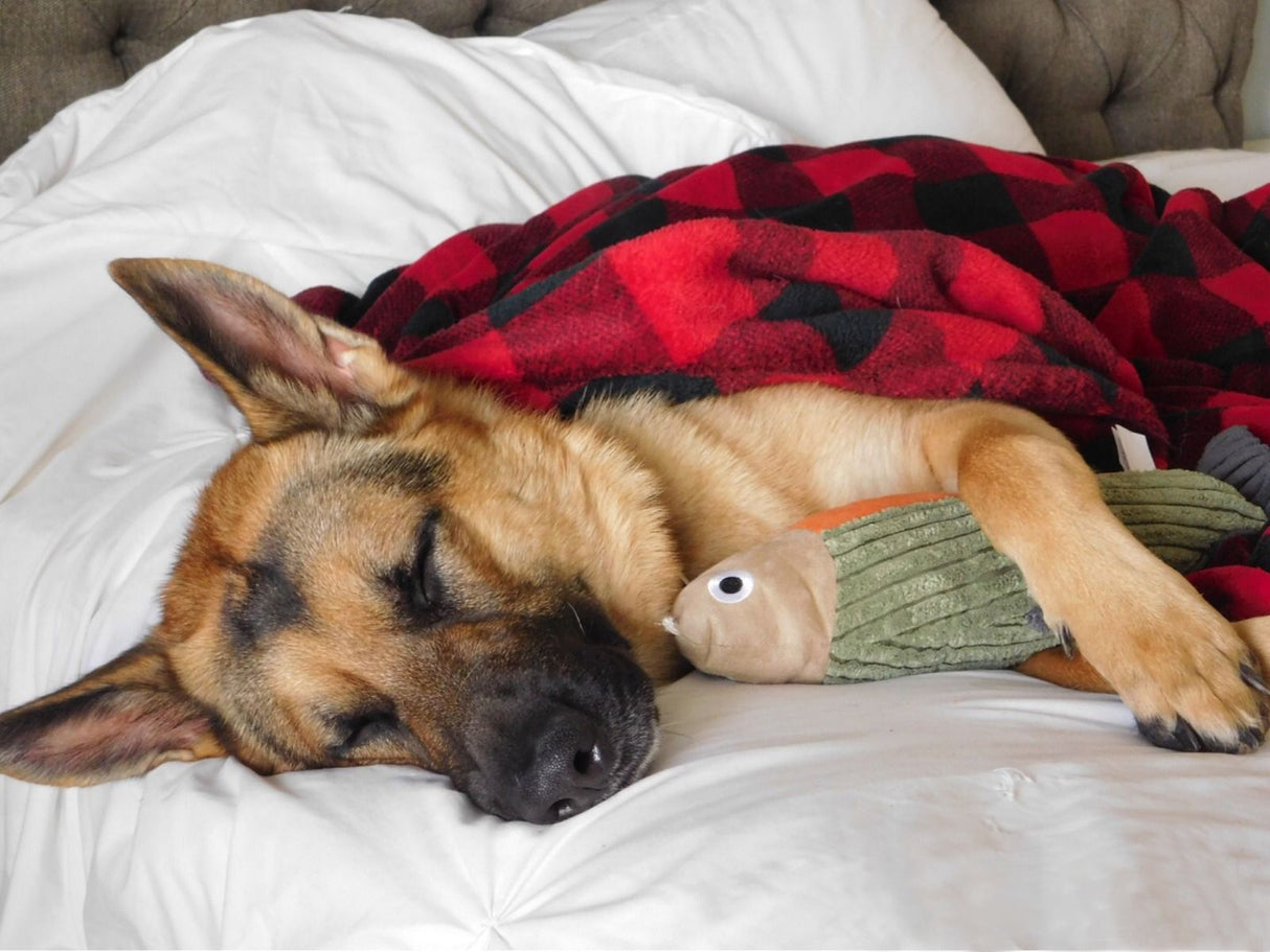 Plush Fish Squeaker Dog Toy