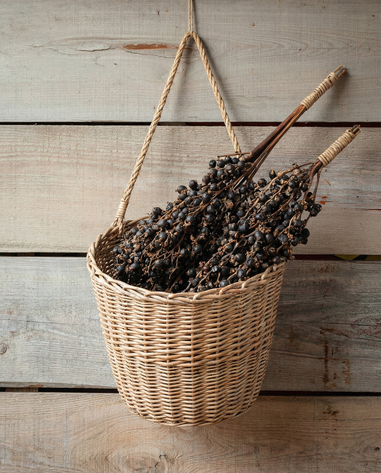Dried Palm Fruit Cluster Botanical Stem