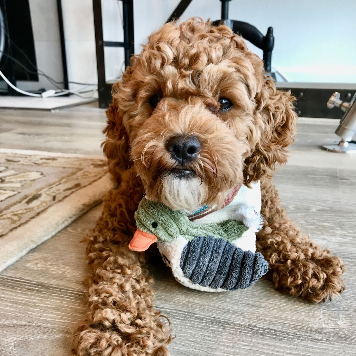 Plush Duckling Squeaker Dog Toy