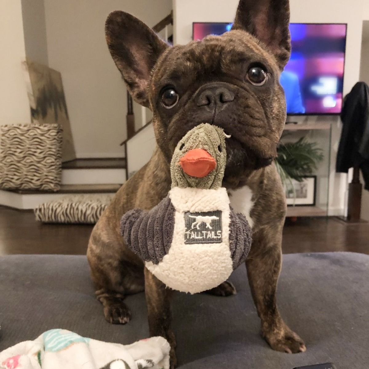 Plush Duckling Squeaker Dog Toy