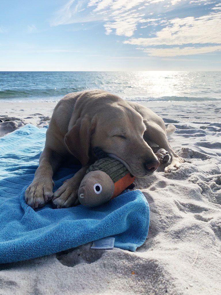 Plush Fish Squeaker Dog Toy