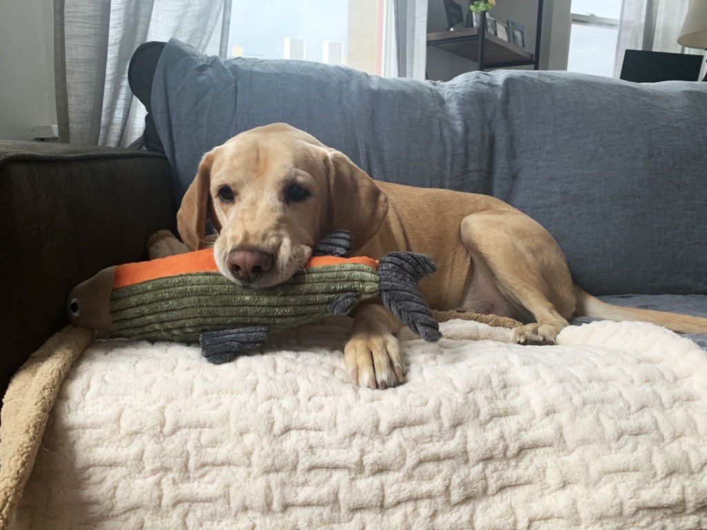 Plush Fish Squeaker Dog Toy