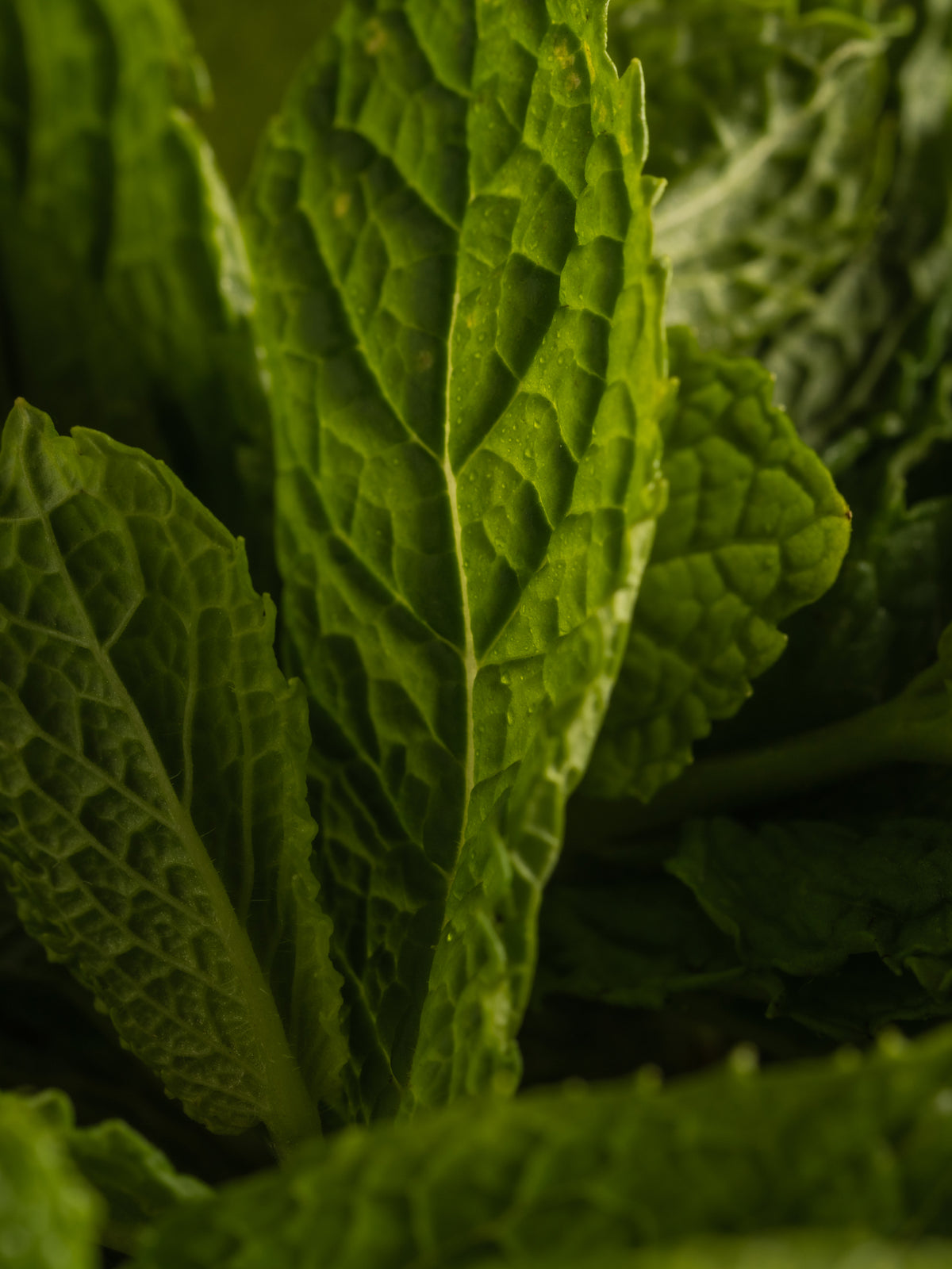 Green Tea Citrus Pura Fragrance Refill