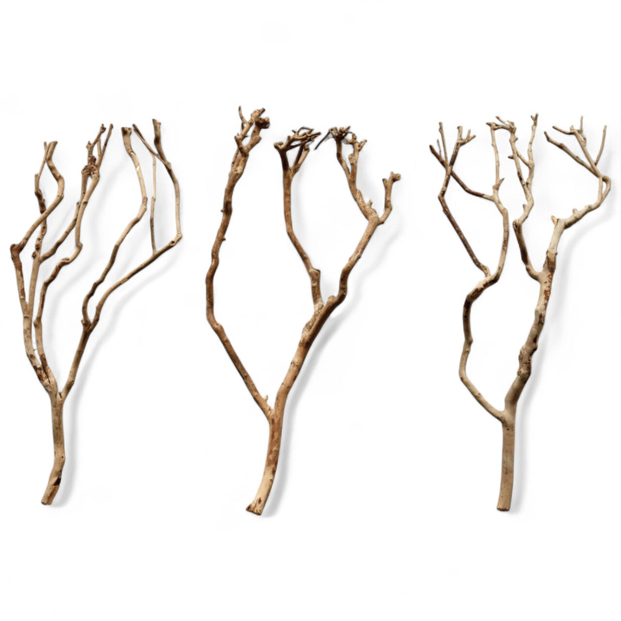 Natural 27.5" tea tree branch with organic shape, ideal for vase or shelf display.