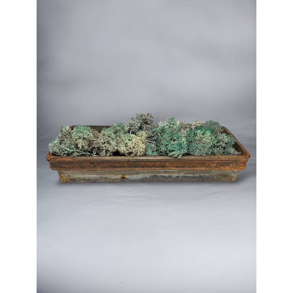 Dyed Riccia Fluitans in Box