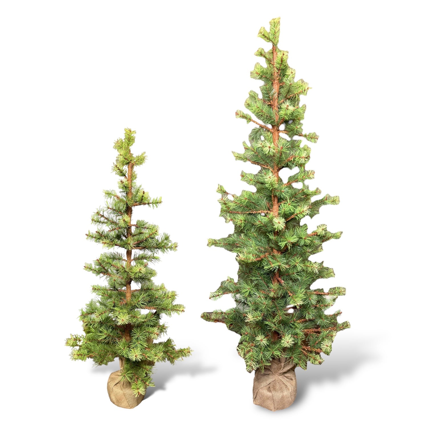 Slim Pine Trees in Burlap Bag