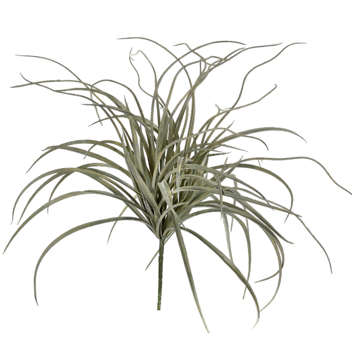 Curly Grass Bush Stem