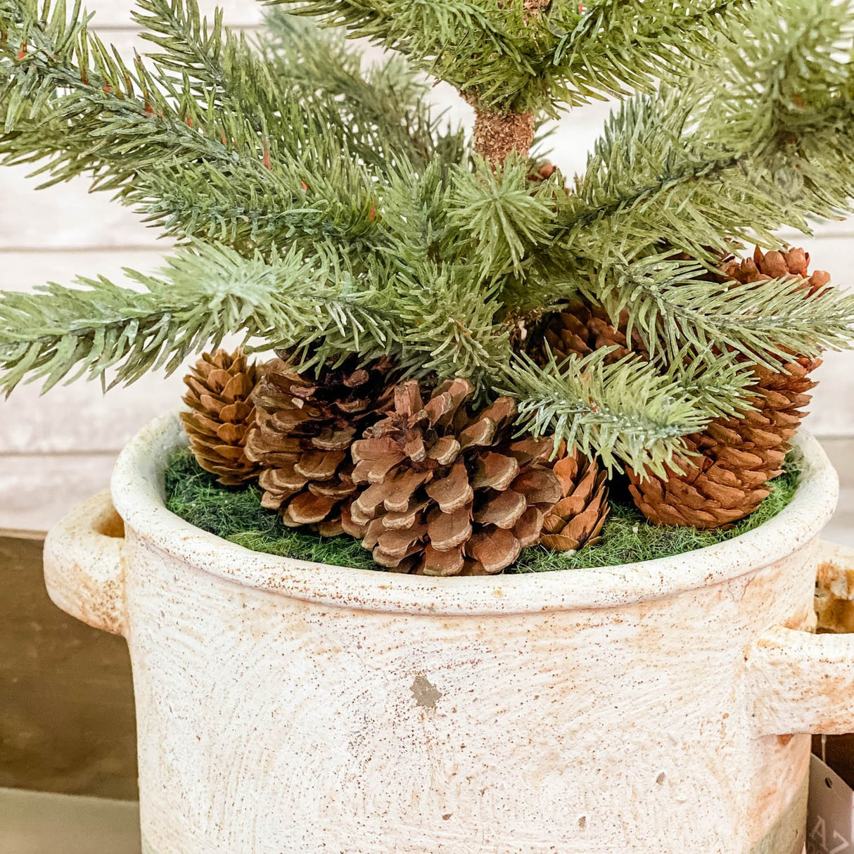 Mini Pine Tree in Ceramic Pot with Pinecones