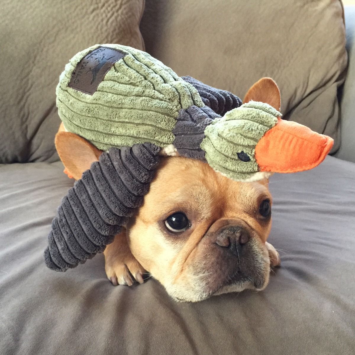 Plush Duck Squeaker Dog Toy