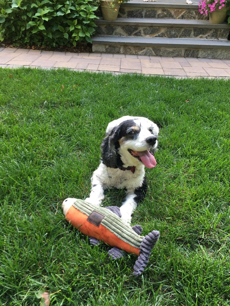 Plush Fish Squeaker Dog Toy