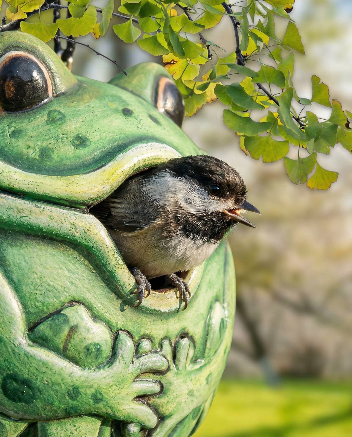 Frog Gord-O Wooden Birdhouse