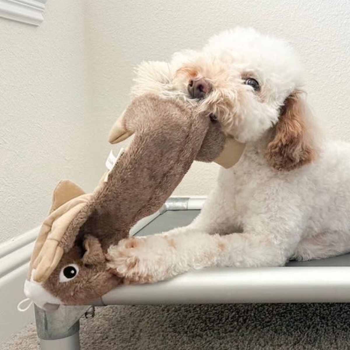 Stuffless Squirrel Plush Squeaker Dog Toy