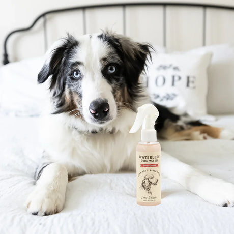 Waterless Dog Wash