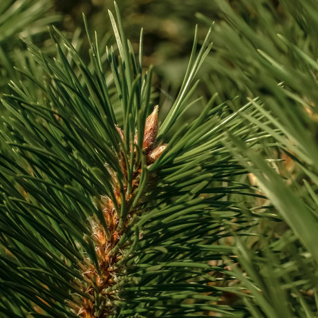 The Smell of Tree | Aromatique Pura Fragrance Refill