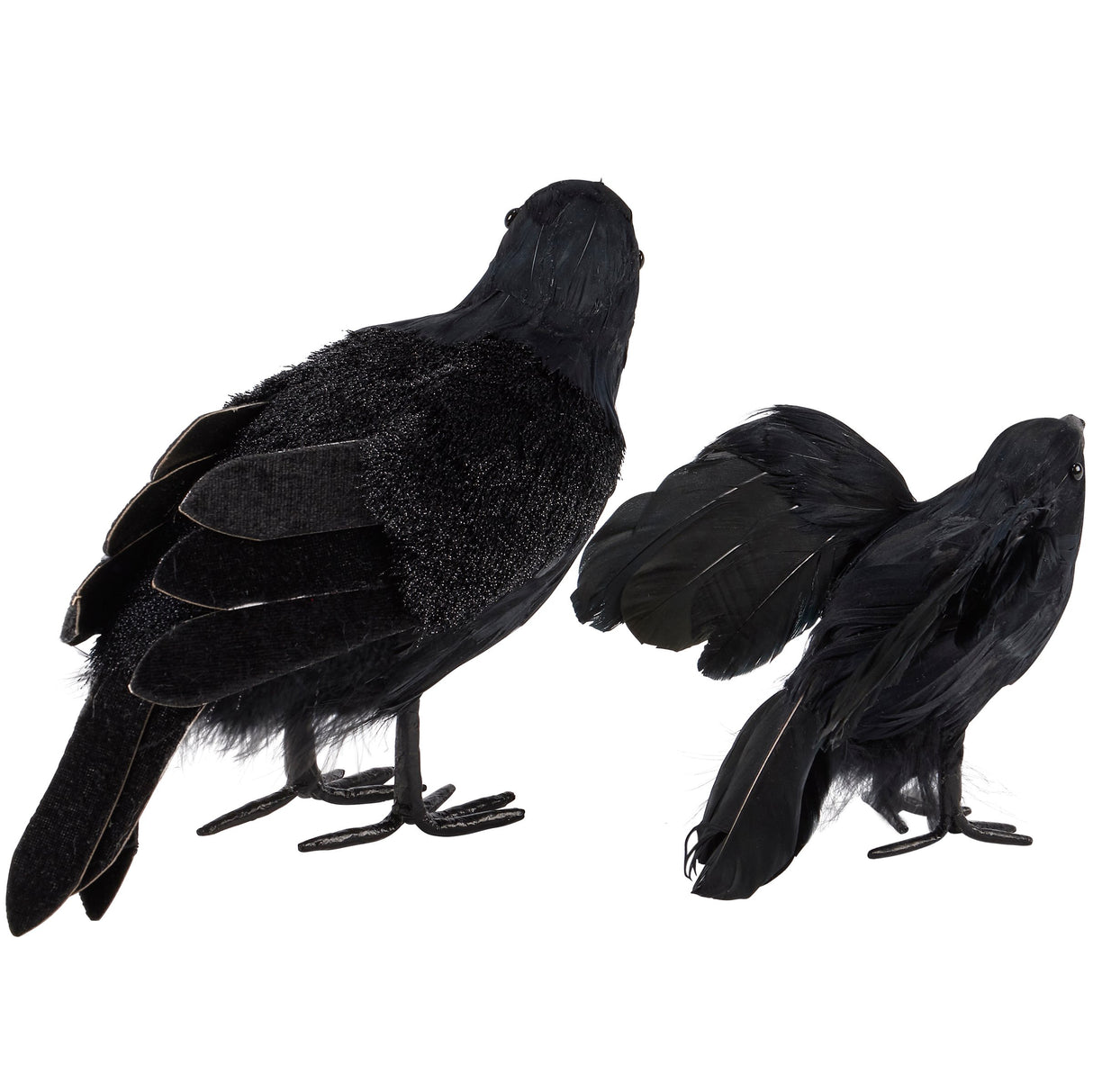 Black Crow Sitters