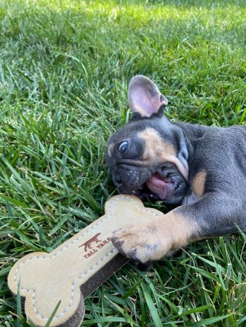 Natural Leather & Wool Bone Toy