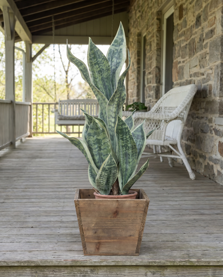 Faux Potted Snake Plant