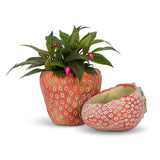 Strawberry Cement Planter