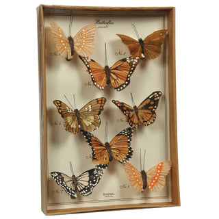 butterfly specimen box by homart