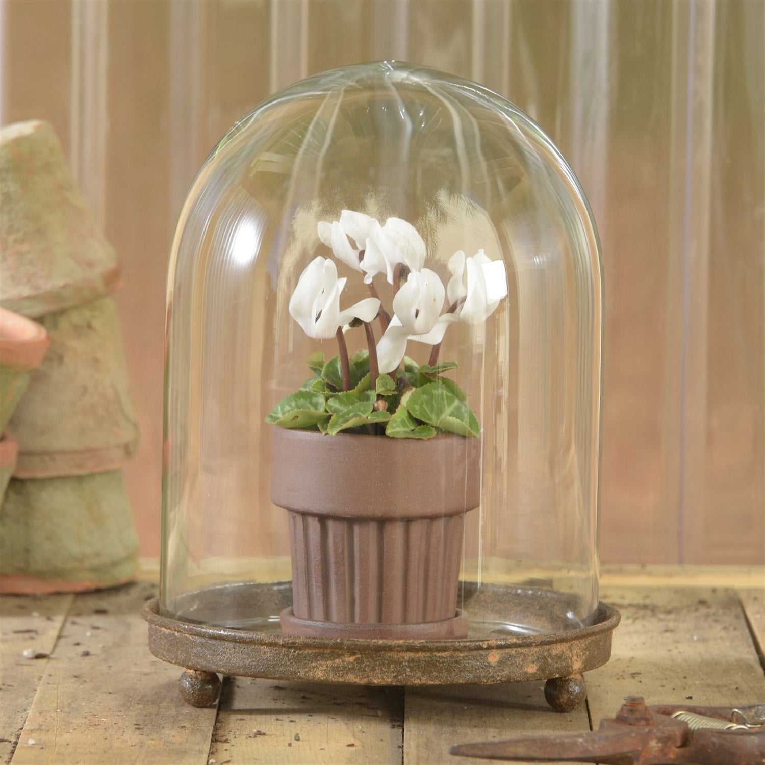 glass cloche for indoor plants Mirabelle Glass Vitrine Cloche with Rustic Metal Base – Rust & Cinder