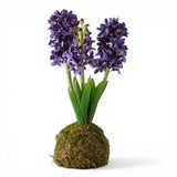 Blue Hyacinth In Moss Ball